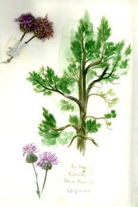 Illustration by Isabella Mazzanti.